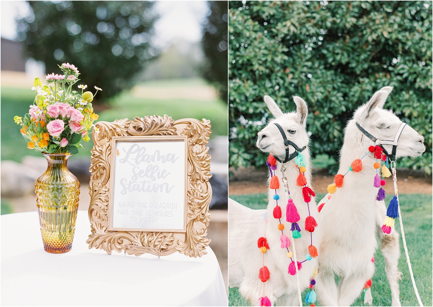 Wedding Llamas 